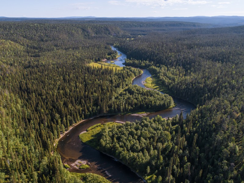 Aerial view of Taiga Forest in Finland