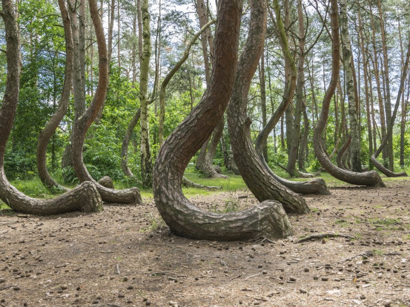 Crooked Forest, Poland