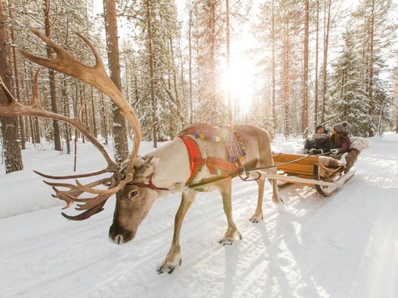 Lapland Reindeer and Husky Safari from Rovaniemi