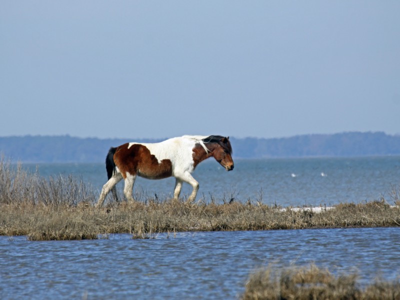 Bay Pinto Horse near the Bay on Assateague Island