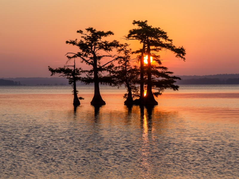 Bald Cypress trees, Reelfoot Lake