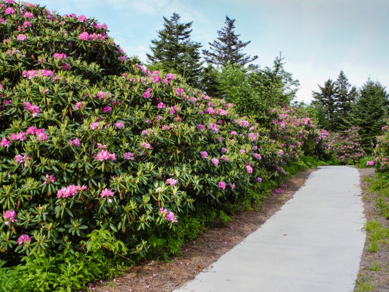 Walkway through the wild native catawba rhododendron at Roan Mountain State Park