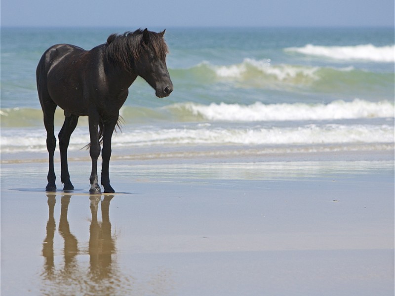 Wild horse on Carova Beach, North Carolina