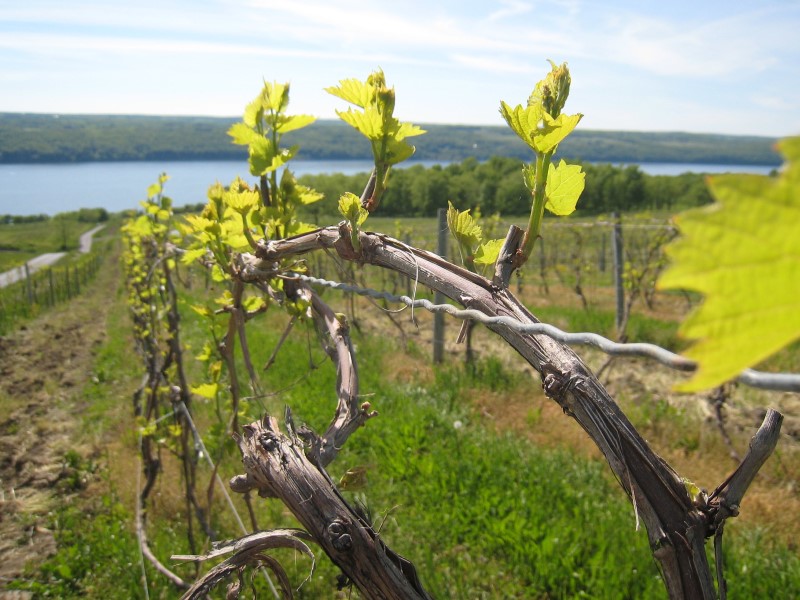 Finger Lakes wine region