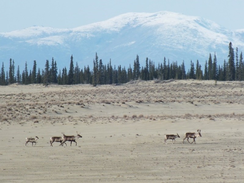 Caribou trekking across the Great Kobuk Sand Dunes, Kobuk Valley National Park, Alaska