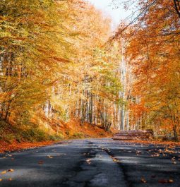 colored leaves along the road