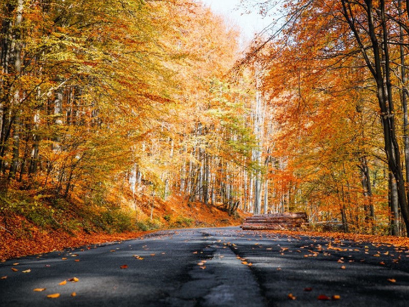 fall road