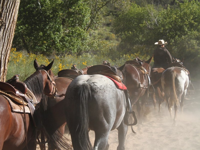 zion horses