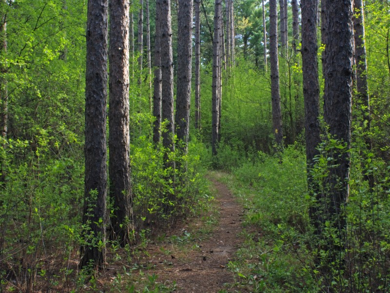 Spring forest in the Scuppernong Segment of the Ice Age Trail in Wisconsin
