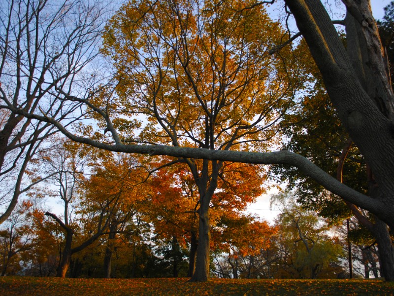 End of the day in Salem, Massachusetts in the late fall while the leaves change colors