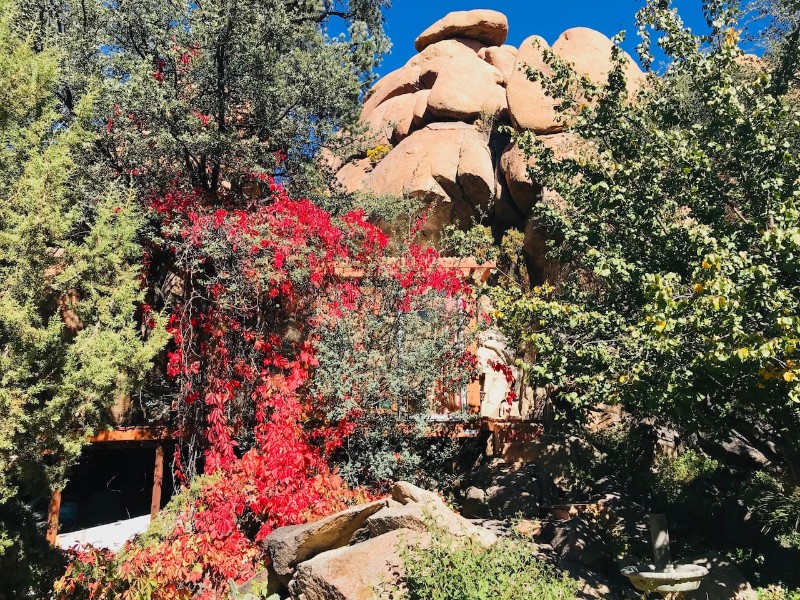 Plants at Healthy Treehouse Paradise