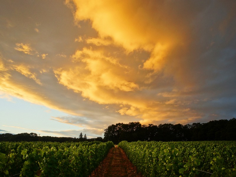 Vineyards in Amity, Oregon