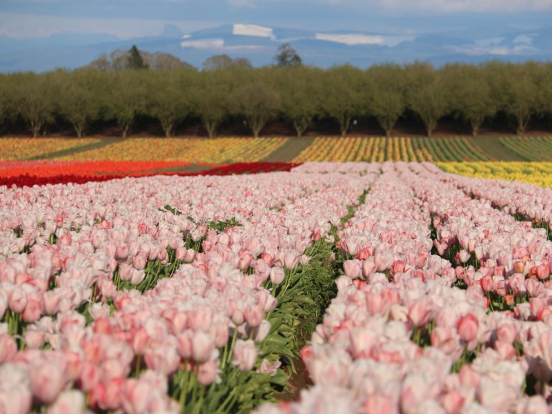 Wooden Shoe Tulip Farm