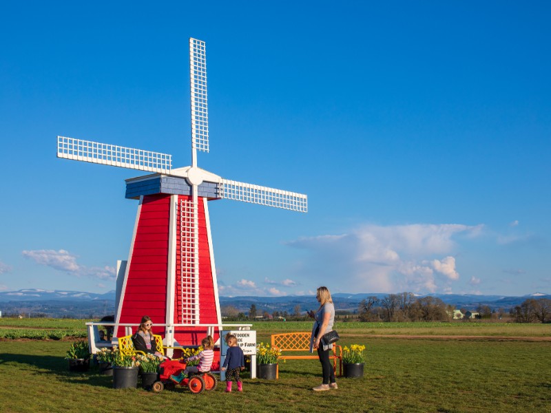 Scene of Wooden Shoe Tulip Festival in spring season