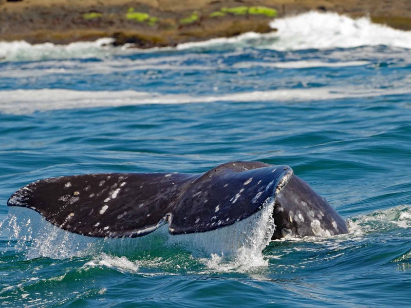 A Gray whale tail fluke breaks water on a whale-watching tour off the Oregon coast