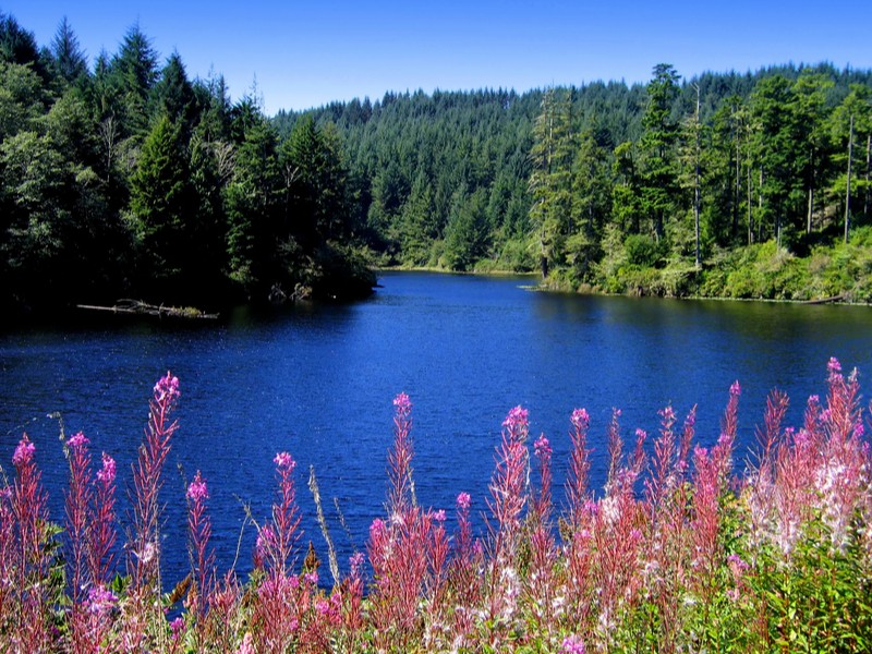 Cove near Gardiner, Oregon with pink wildflowers
