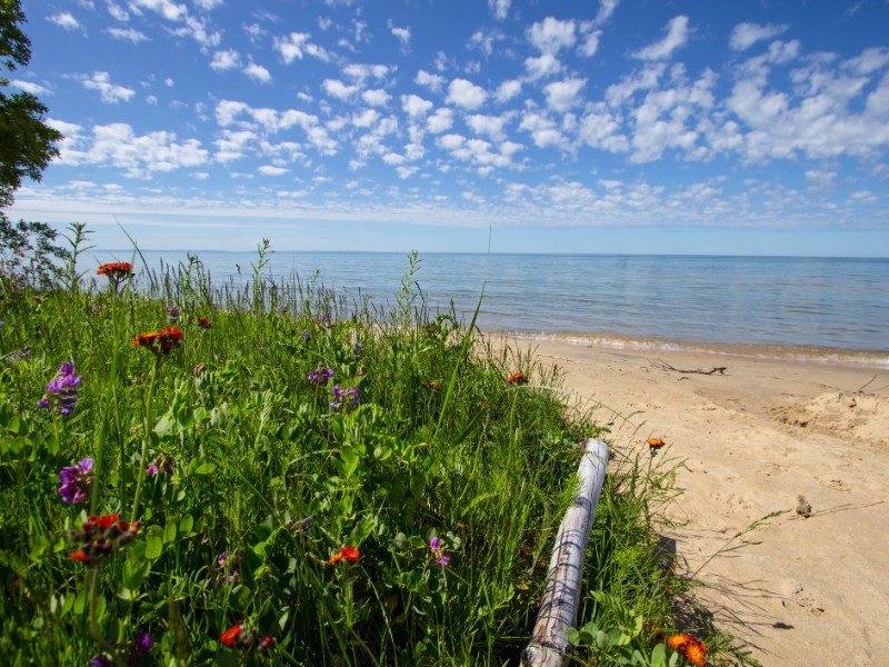 Sunny sandy beach with wildflowers - Lake Michigan coast in the Upper Peninsula of Michigan