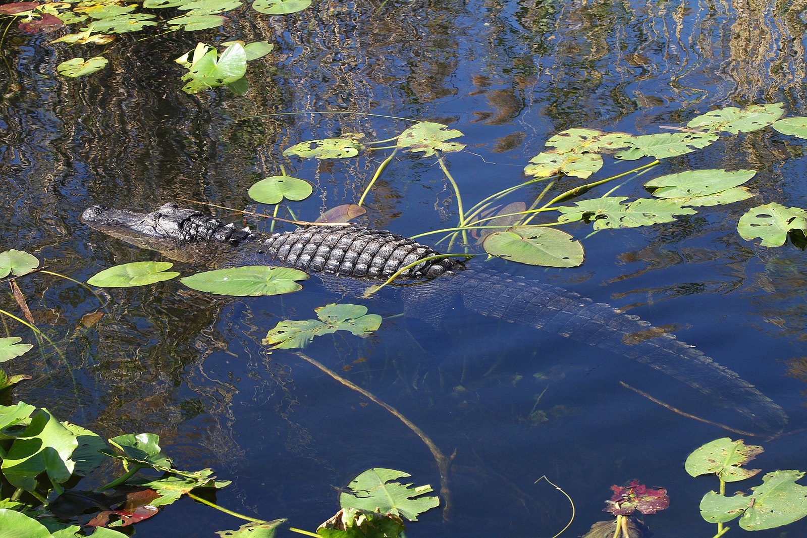 Alligator in the Everglades