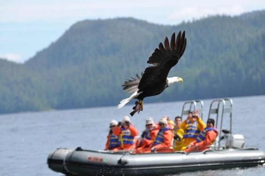 Ketchikan Zodiac Wildlife Adventure