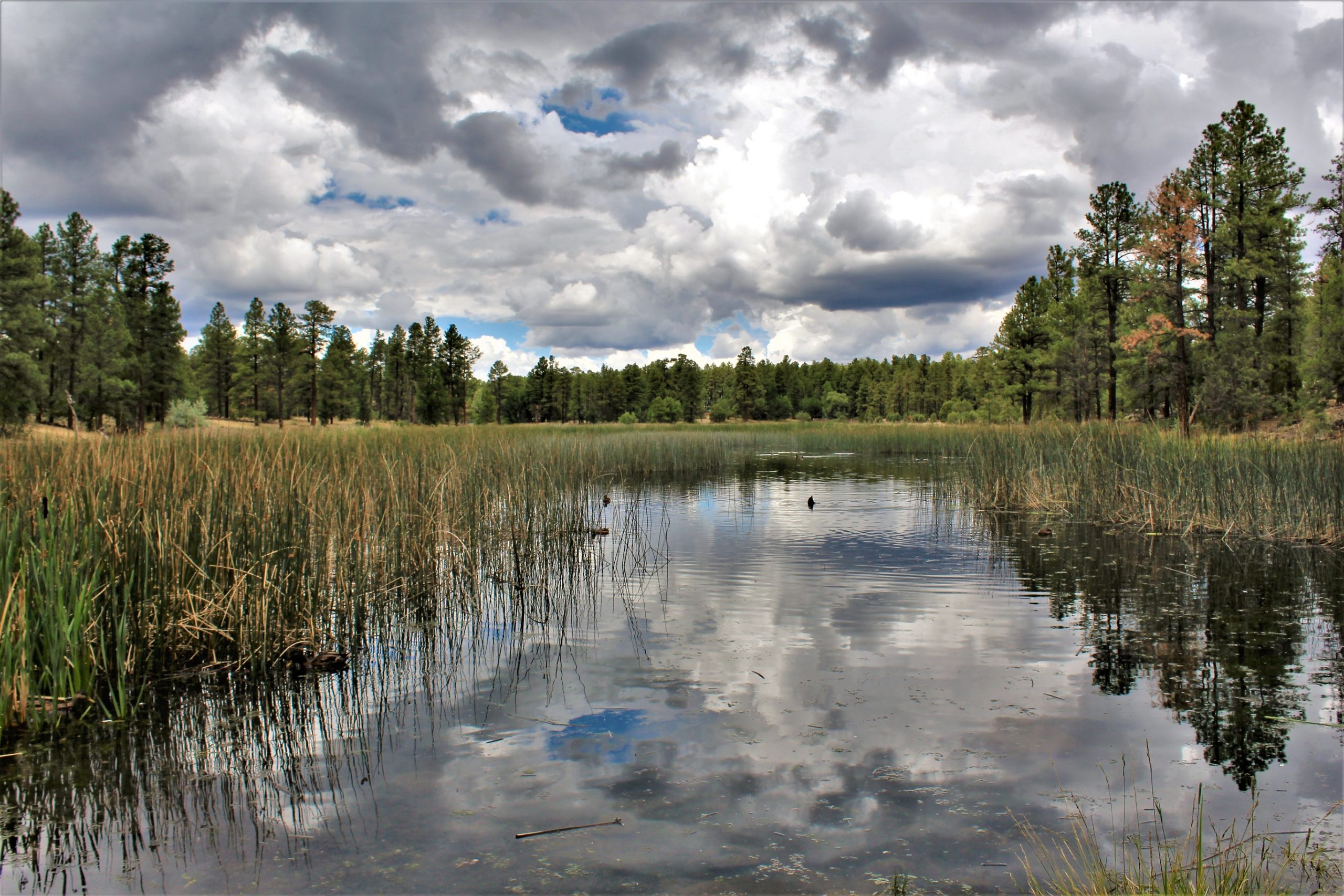 White Mountain Nature Center, Pinetop Lakeside, Arizona