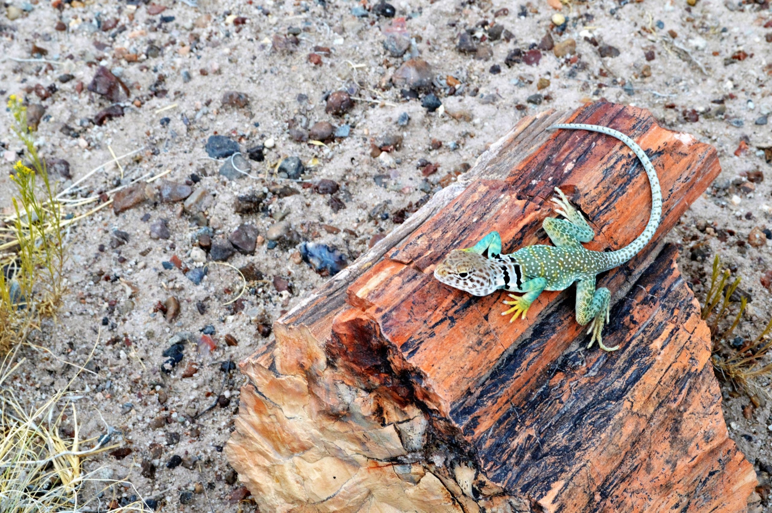 Petrified Forest National Park