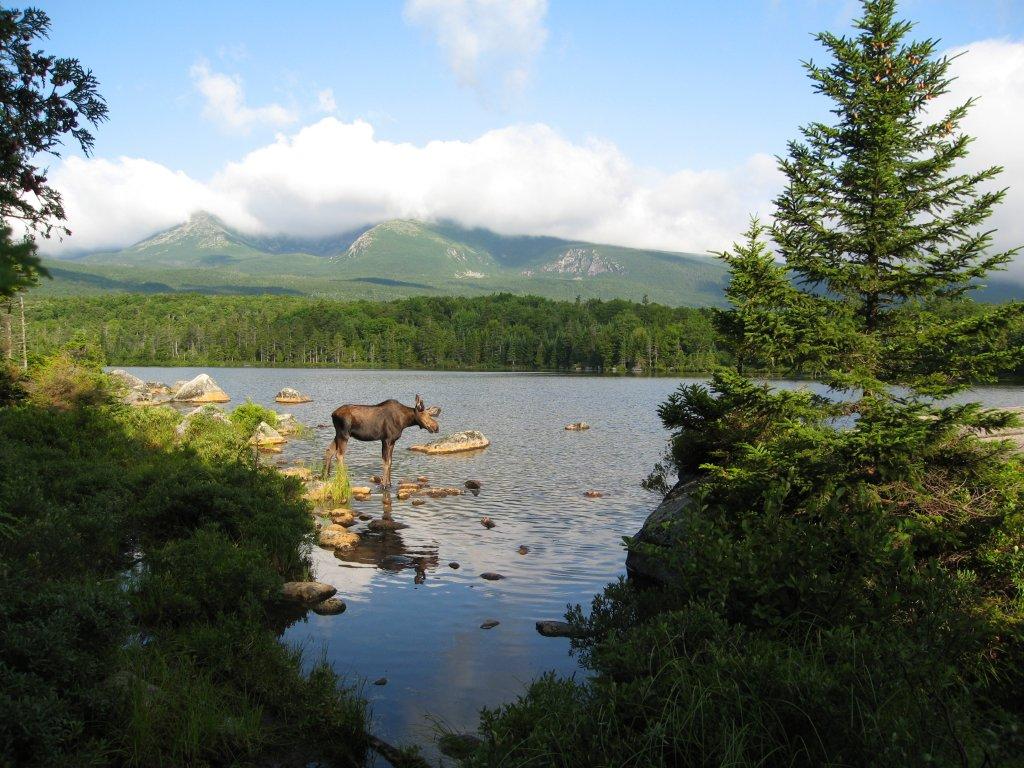 Moose in a Lake at Baxter State Park