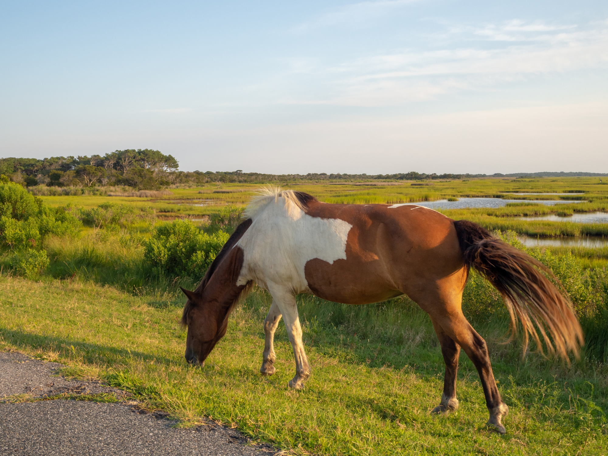 Famous around the world for these wild horses