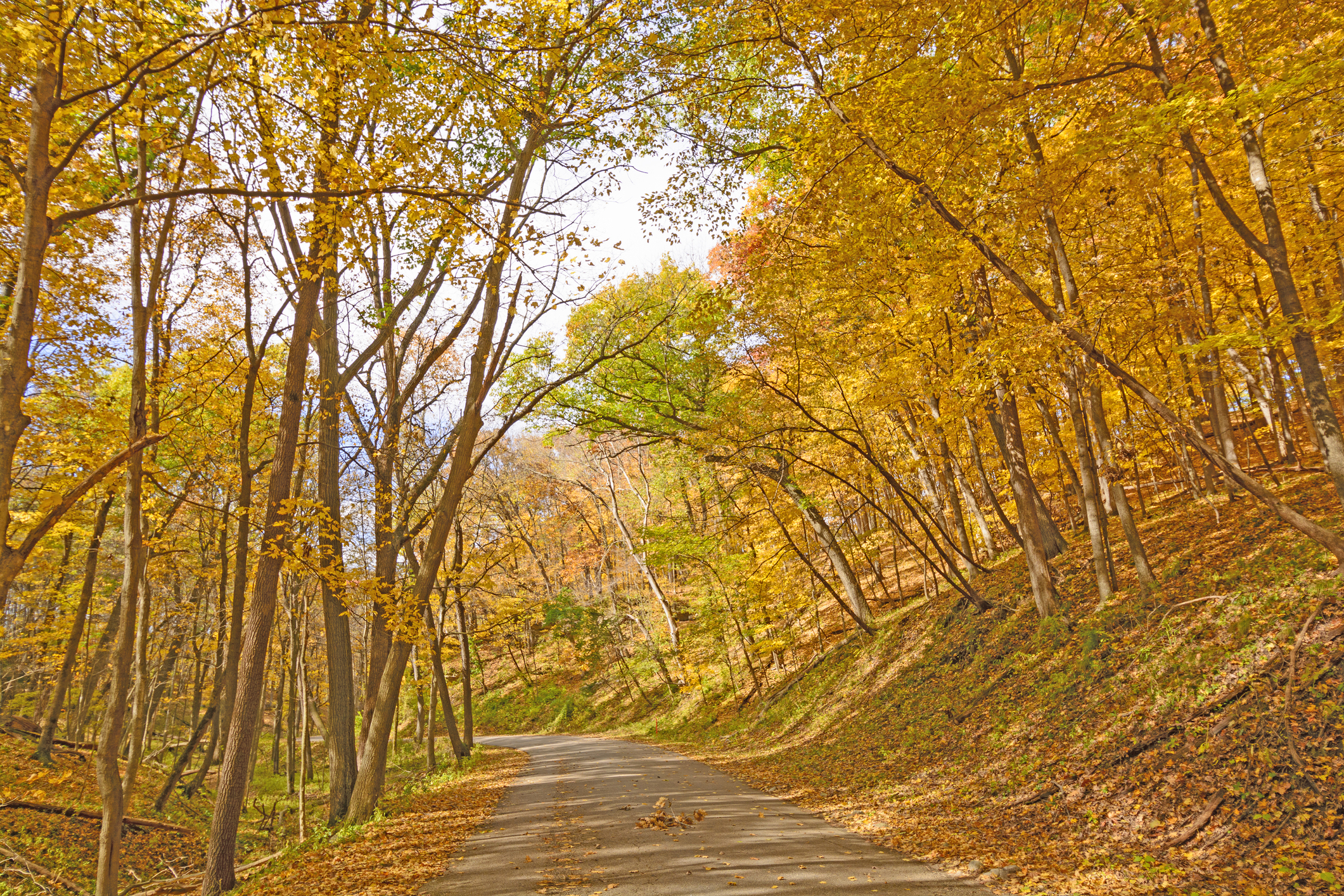 Fall colors showing off for the season