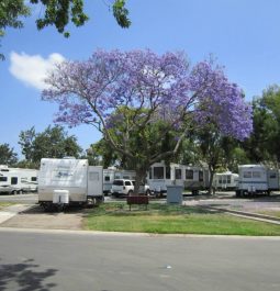 RVs parked at La Pacifica RV Park