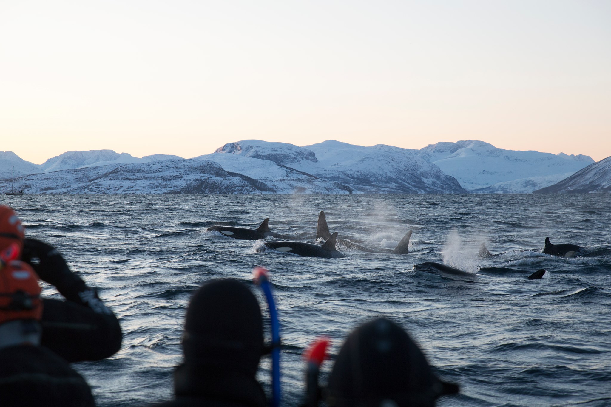 Snorkeling with orca whales in the Lofoten Islands