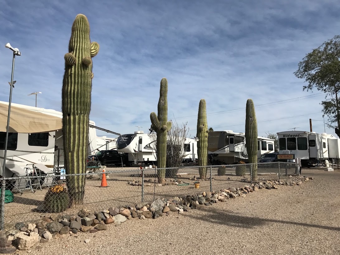 Cactus views right by your campsite 