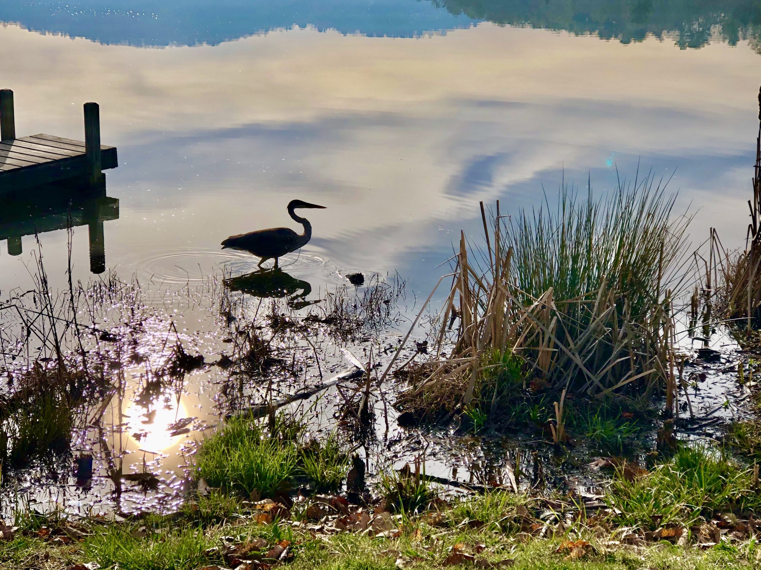 Heron at Beaver Lake, North Carolina