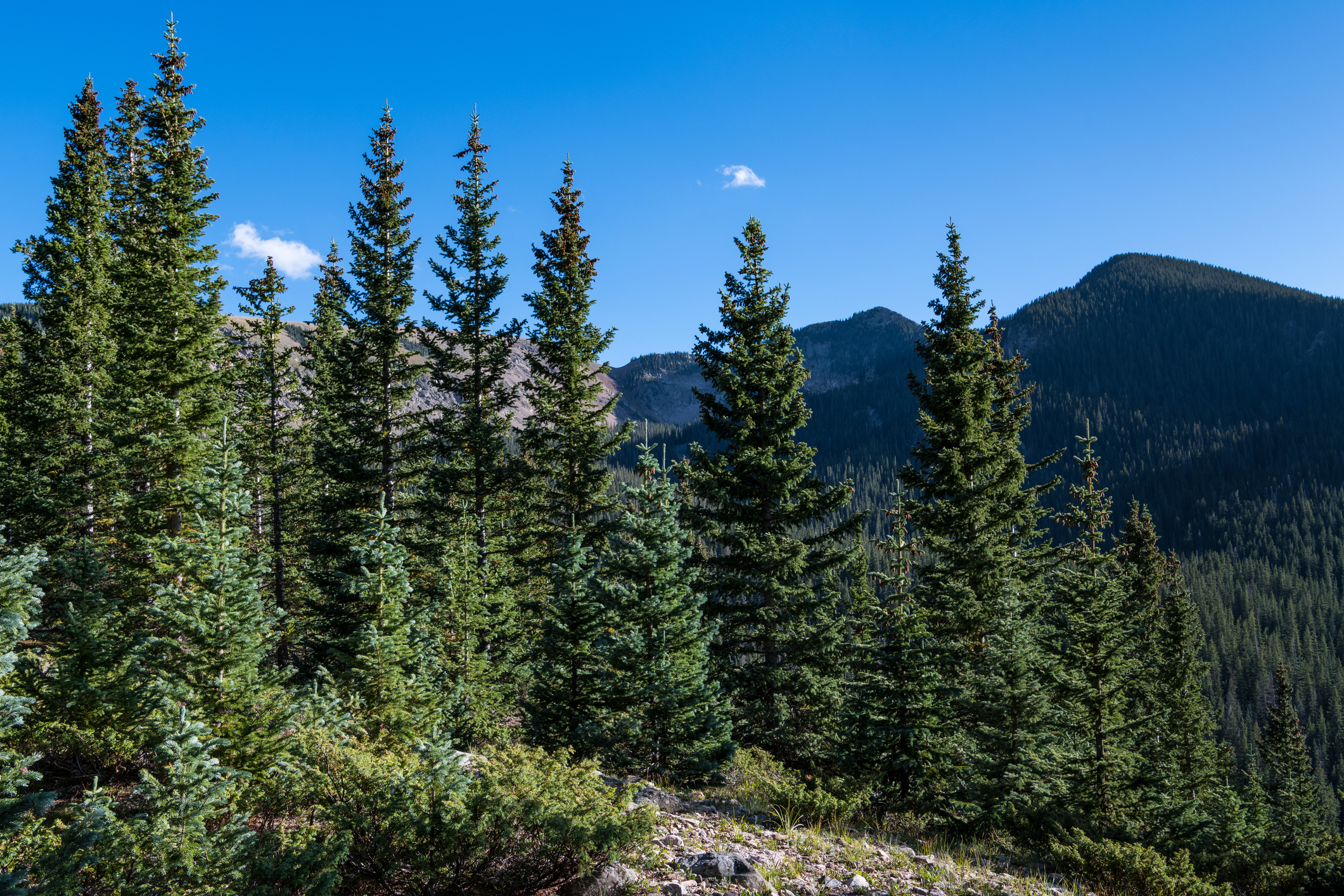 Spruce and fir alpine forest and mountain peaks under a perfect blue sky