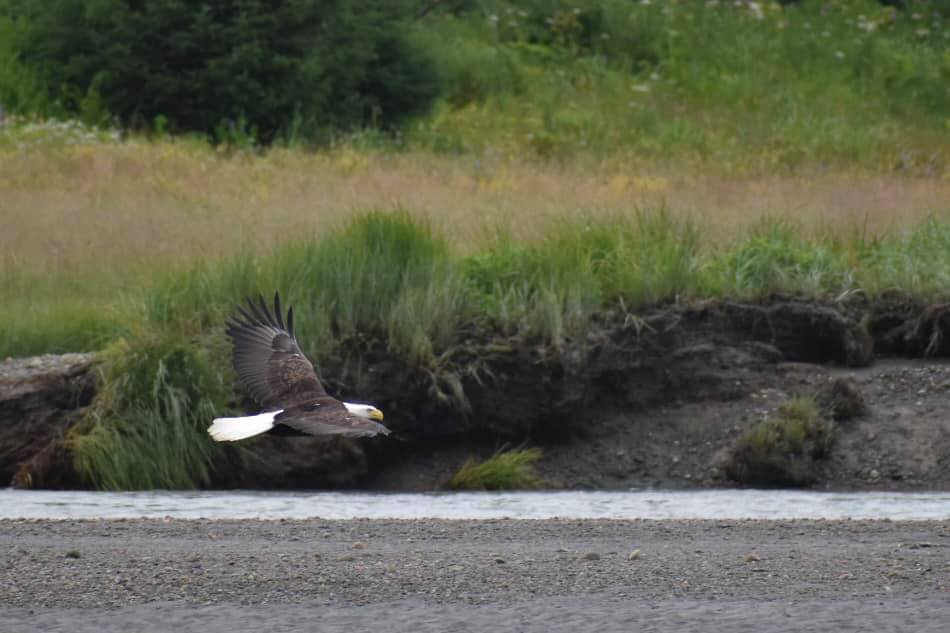 Bald Eagle at Eagle Beach, Juneau