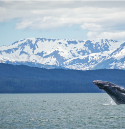 humpback whale breaching