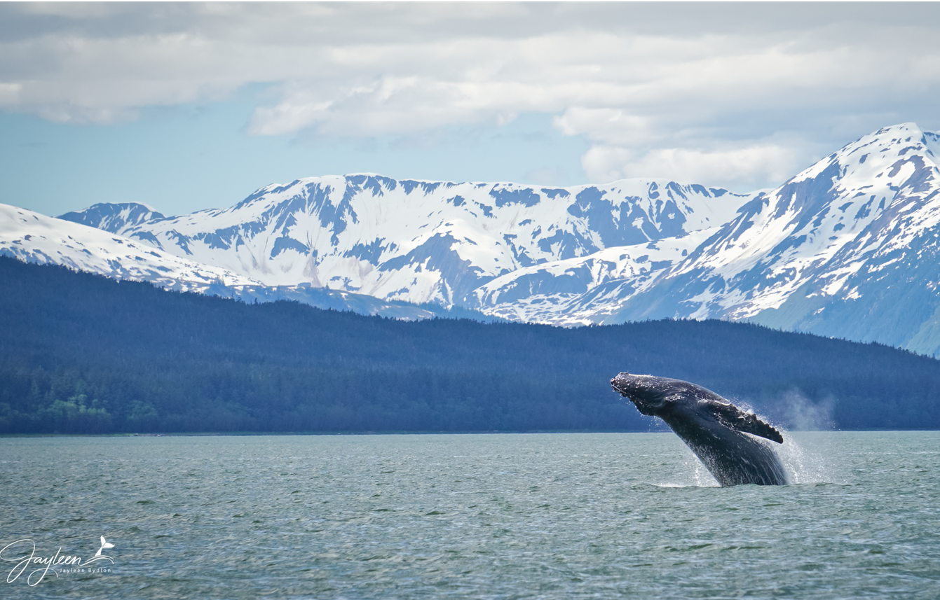 Humpback whale breaching while whale watching with Jayleen's Alaska