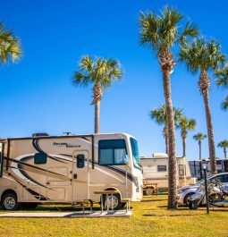 Palm trees above campers in a row