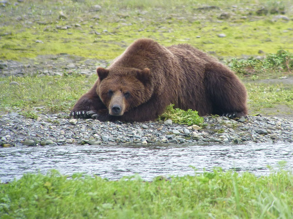 Brown bear on Admiralty Island