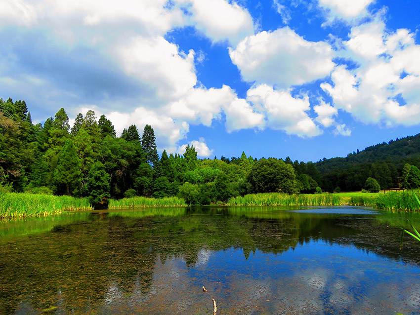 Lovely forests and mountain meadows