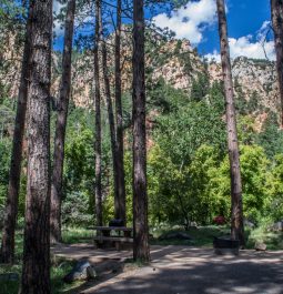 Tall trees in camping area