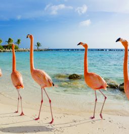 Pink flamingo on the beach, Aruba island