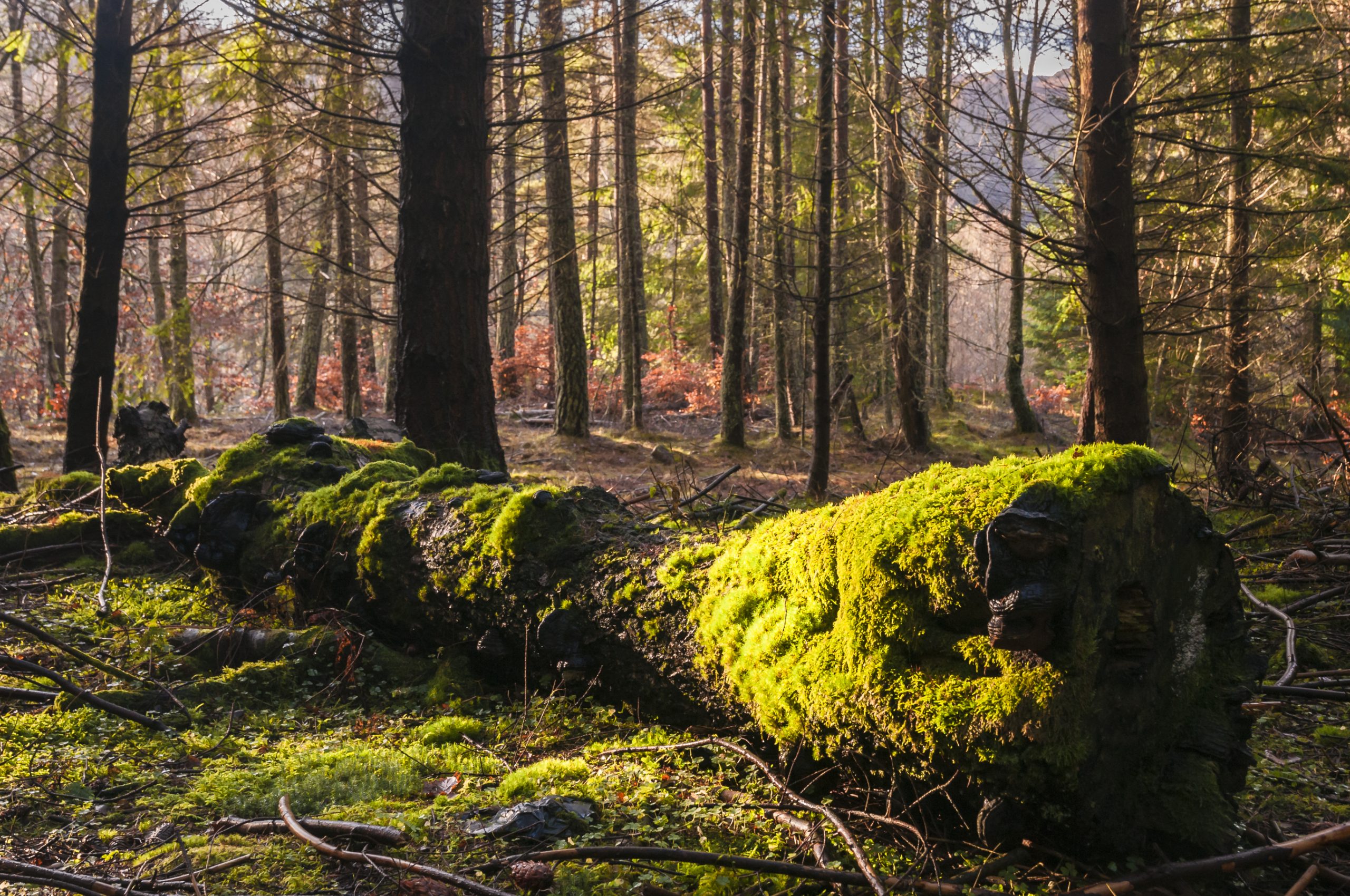  Faskally Forest, Scotlnd