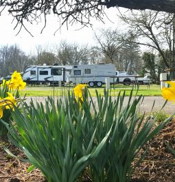 RVs seen between yellow flowers