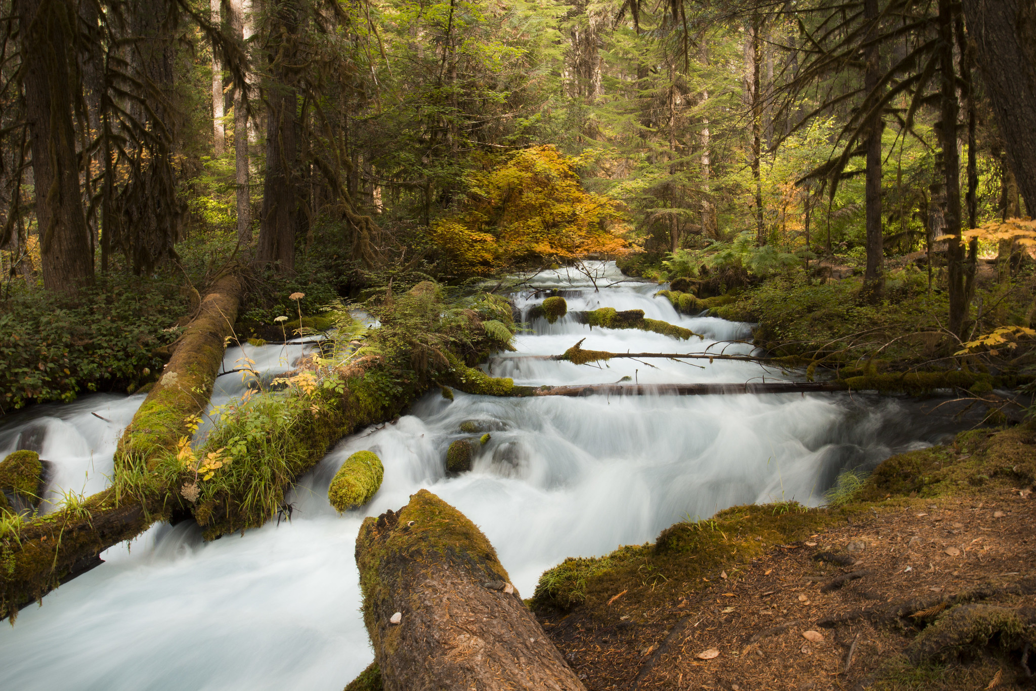 Olallie Creek near Olallie Campground