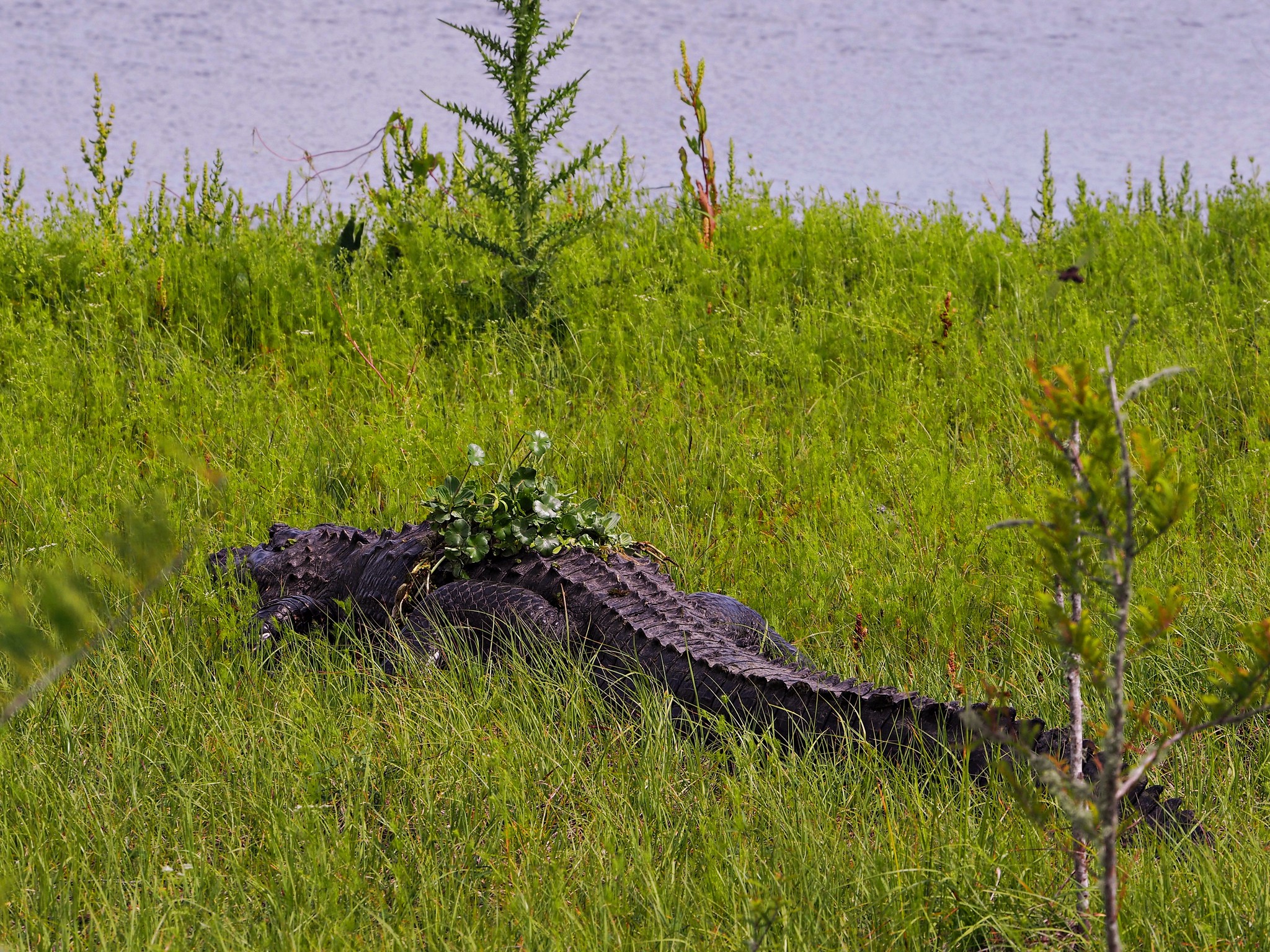 This alligator appears to be making a poor attempt at camouflaging himself in the grass.