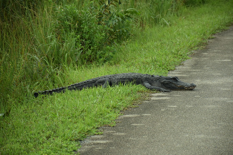 You'll be safe on your tram tour, even if the gators need to cross the road.