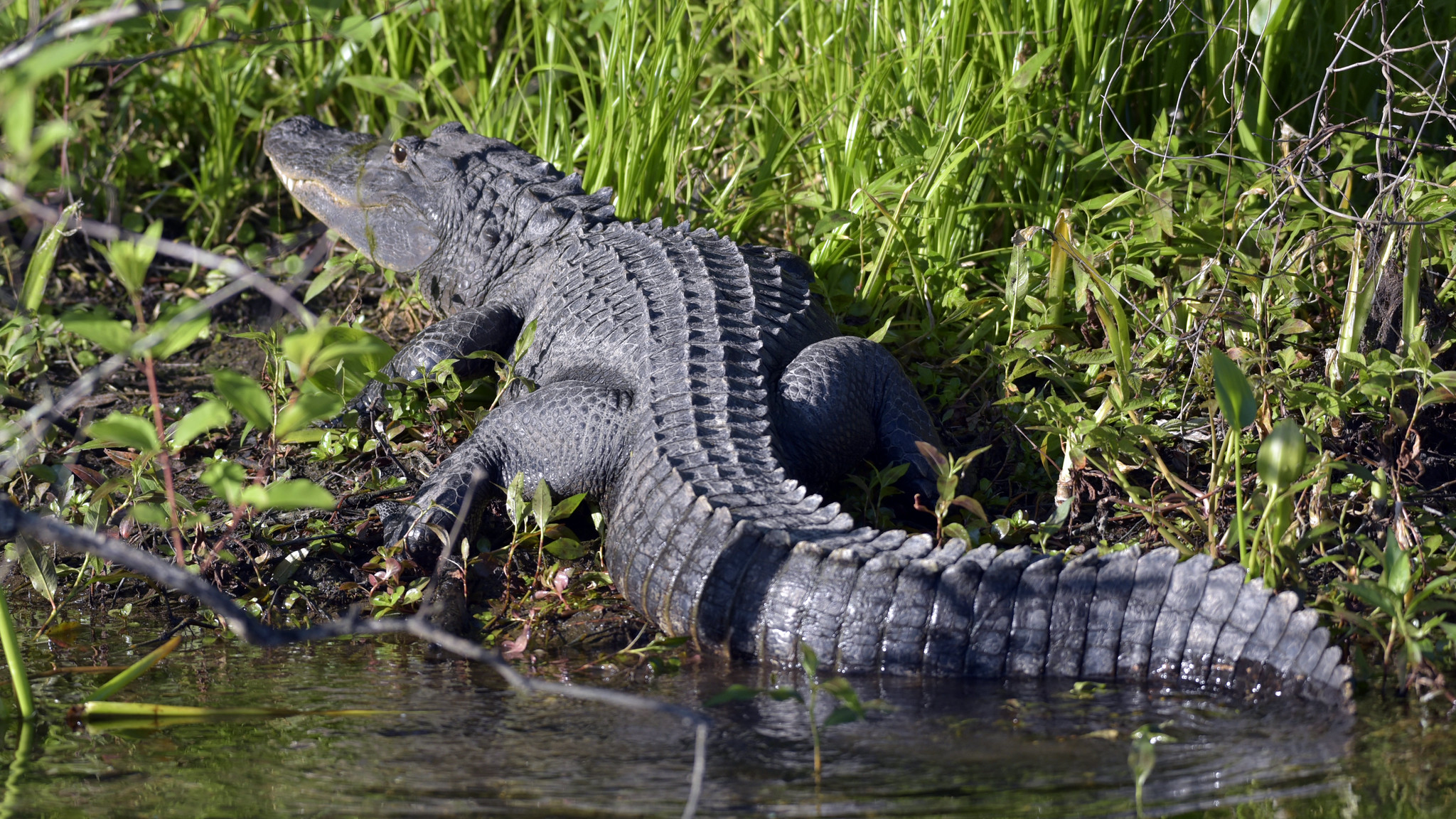 Gators often come out of the water during the daytime to soak up the sun.