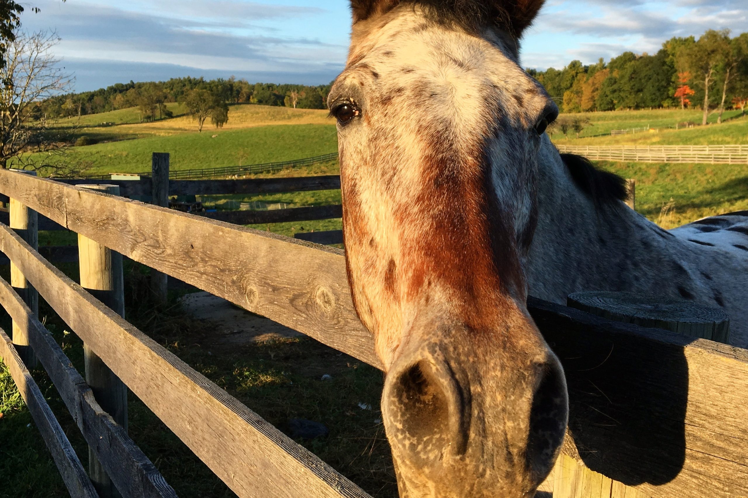 Farm Stay at Kinderhook Farm