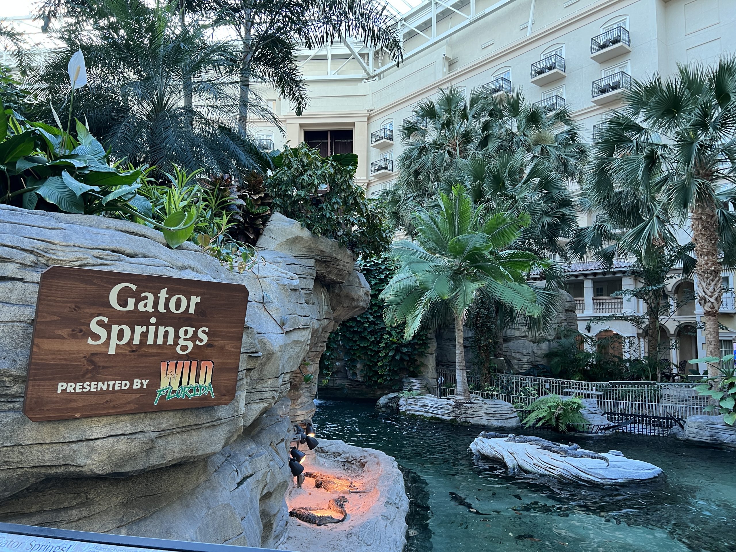 Alligators at Gaylord Palms Resort have a happy home.