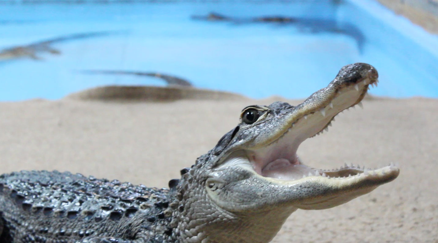 The Alligator & Wildlife Discovery Center emphasizes animal education.